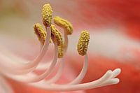 Stamens of an amaryllis