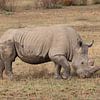 Rhinocéros à large bouche 6663 sur Barbara Fraatz