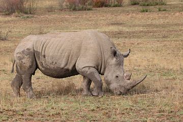 Rhinocéros à large bouche 6663