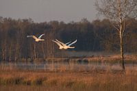 The Flying Rest