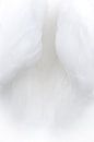 Featherwhite van Douwe Schut thumbnail