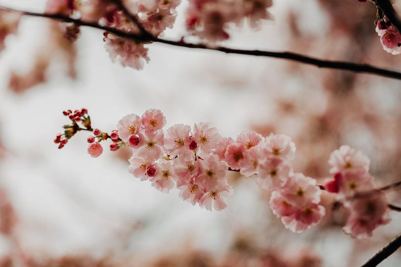 Pink cherry blossom by Yvette Baur
