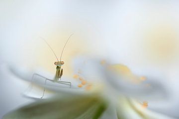 Topmodel von Henk Meeuwes