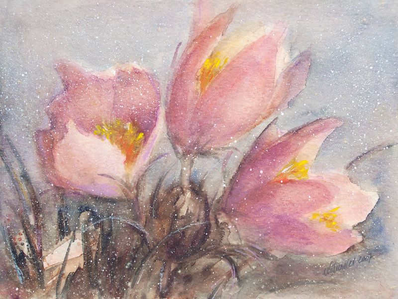 Pulsatilla von Christine Nöhmeier