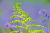 Varen close-up in een Beukenbos met bloeiende wilde Hyacint bloemen van Sjoerd van der Wal Fotografie thumbnail