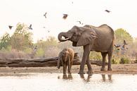 Trinkende Elefanten umgeben von Tauben von Anja Brouwer Fotografie Miniaturansicht