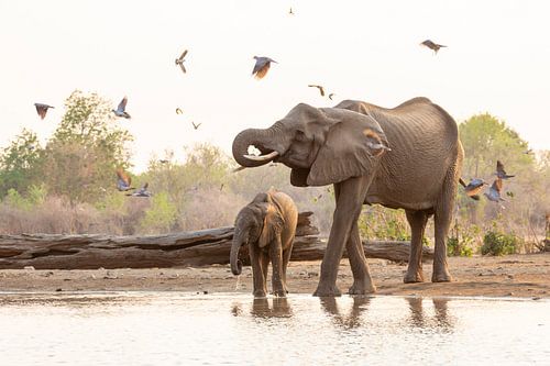 Des éléphants buveurs entourés de pigeons