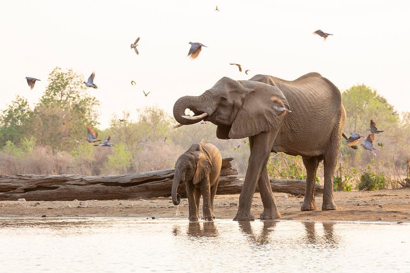 Drinking elephants surrounded by pigeons by Anja Brouwer Fotografie