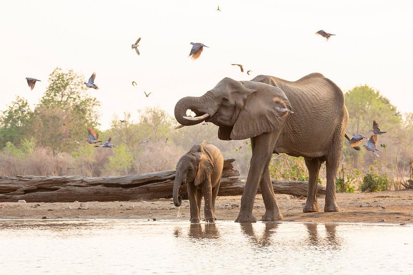 Des éléphants buveurs entourés de pigeons par Anja Brouwer Fotografie