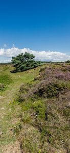 Staand panorama van de Tafelbergheide bij Huizen, Nederland van Martin Stevens