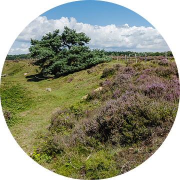 Staand panorama van de Tafelbergheide bij Huizen, Nederland van Martin Stevens