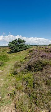 Standing panorama of Table Mountain Heath near Huizen, Netherlands by Martin Stevens