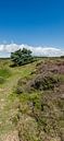 Standing panorama of Table Mountain Heath near Huizen, Netherlands by Martin Stevens thumbnail