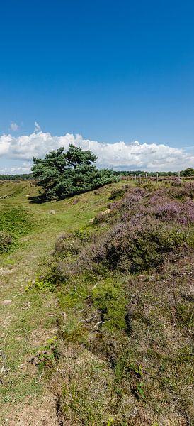 Stehendes Panorama der Tafelbergheide bei Huizen, Niederlande von Martin Stevens