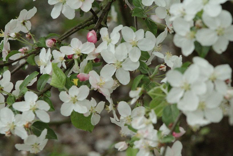 Witte Bloesem van MaSlieFotografie