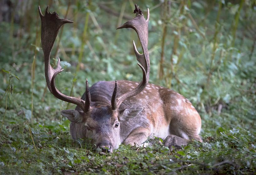 resting deer by Annette Sturm