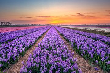 Purple Hyacinths Egmond by Stuart Dayus