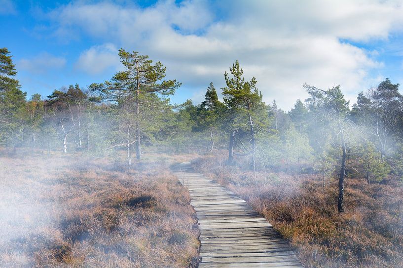 Fog in the black moor by Claudia Evans