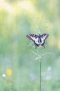 What a beauty! by Larissa Rand thumbnail
