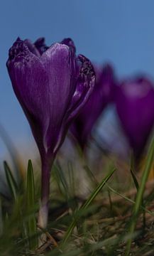 Crocus violet sur marijke dijk