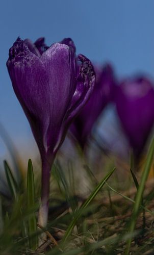 Crocus violet