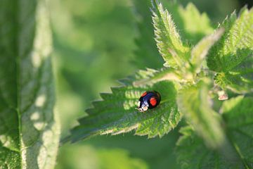 Ladybird on green leaf by Olena Tselykh