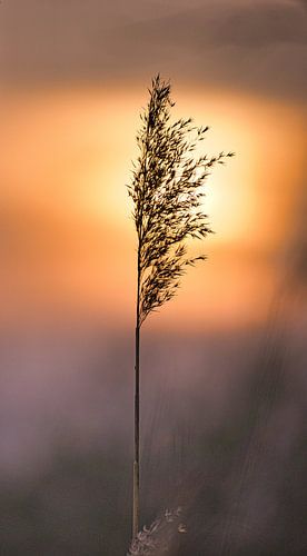 Reeds in pink-red, orange-coloured sunlight. Romantic sunset. Dreamy and peaceful atmosphere in nature.