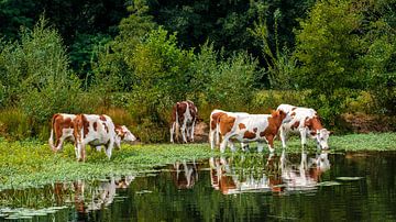 Thirsty red and white cows