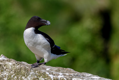 Guillemot à front blanc (Alca torda)