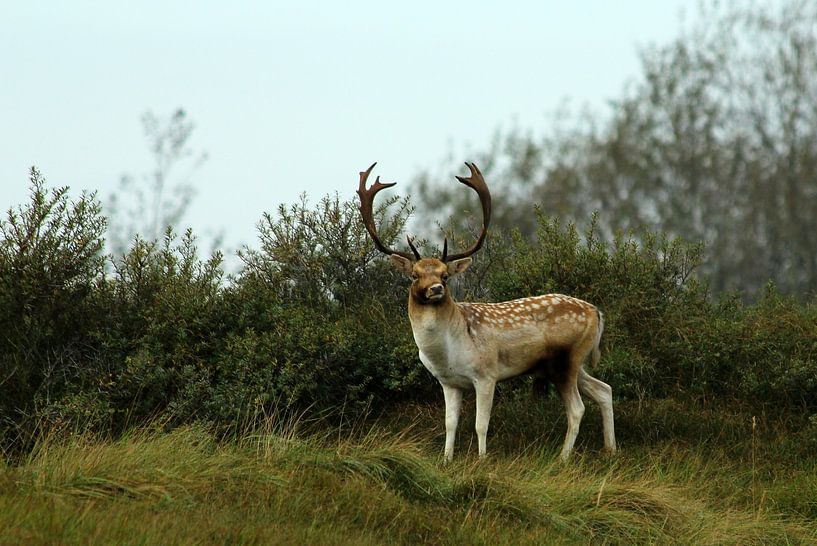 Damhert von Tineke Roosen