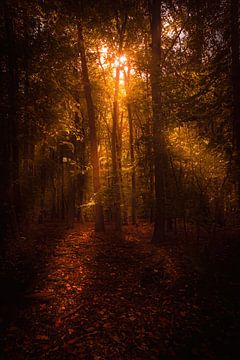 Herbstwald von Pixel4ormer