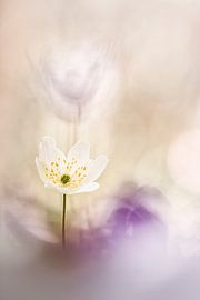 Licht in der Dunkelheit von Bob Daalder