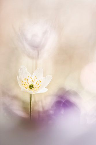 Licht in de duisternis