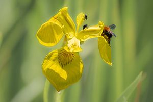 foule sur lys jaune