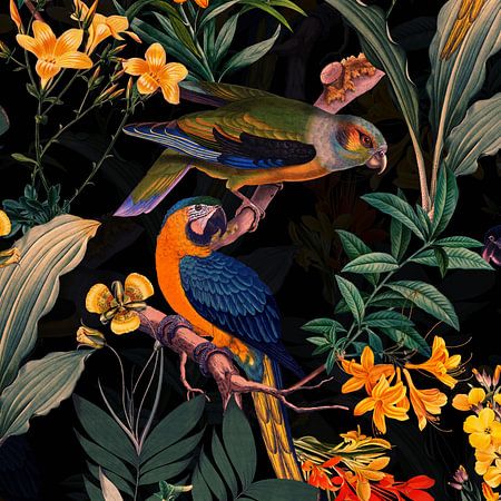 Kleurrijke papegaai in de middernachtelijke junglevan Uta Naumann