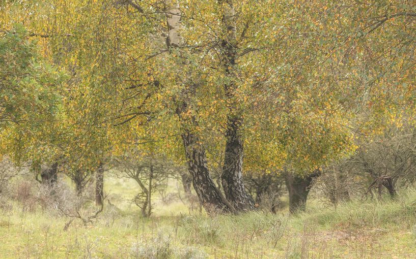 Autumn Colours by Connie de Graaf