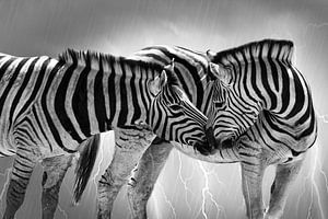 Küssende Zebras