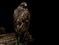 Buzzard