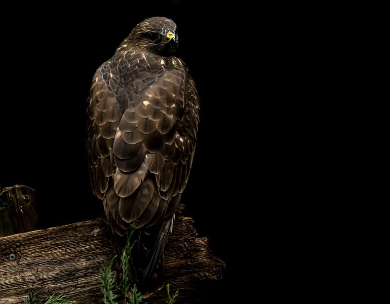Mäusebussard von Hennie Zeij