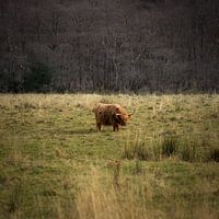 Schotse hooglander, Ben Nevis, Schotland