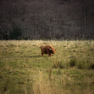 Highlander, Ben Nevis, Écosse sur Bob Slagter