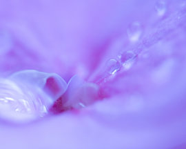 Purple Drops by Jeannette Nederlof