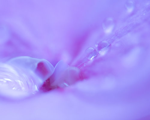 Purple Drops
