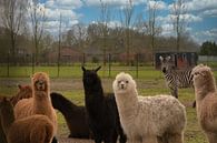 Een kudde alpaca's en een zebra van Jolanda de Jong-Jansen thumbnail