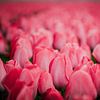 Roze tulpenveld van nick ringelberg