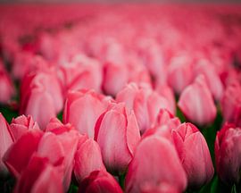 Pink Tulip Field by nick ringelberg