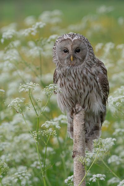 Urchin owl by Samantha Rorijs