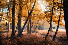 Breda Liesbos in de mist herfst