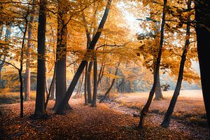 Breda Liesbos im Nebel Herbst