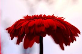 Abstract background with red gerbera by Klik! Images